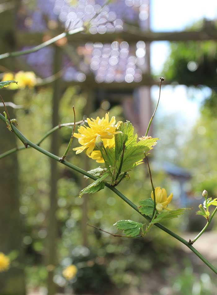 Blumen am Haus in Lindau