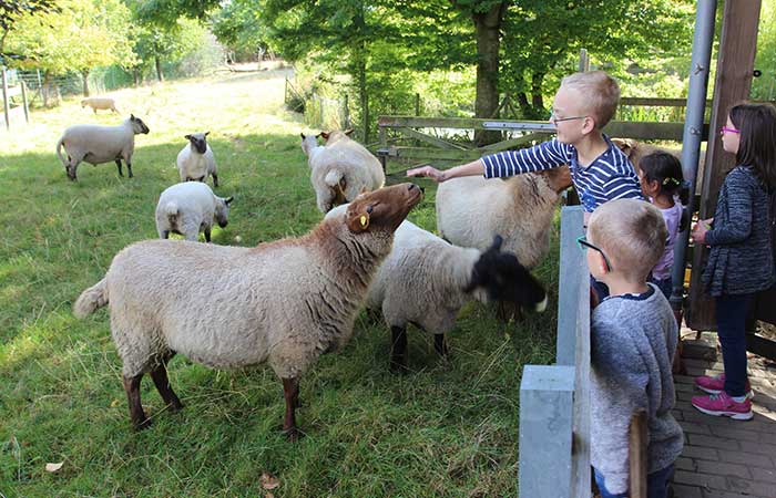 Schafe an der Alten Schule Lindau